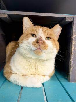 Clayton -  Domestic Short Hair Cat for Adoption in Grand Rapids, Michigan - Clayton | PetCurious