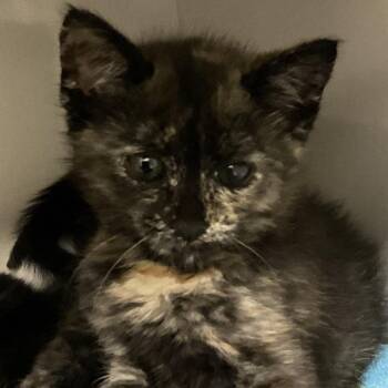 Bailey -  Domestic Short Hair Cat for Adoption in Redwood City, California - Bailey | PetCurious
