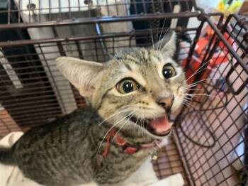 A1409360 -  Domestic Short Hair Cat for Adoption in San Jose, California - A1409360 | PetCurious