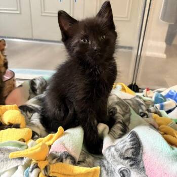 Cobalt -  Domestic Short Hair Cat for Adoption in Bel Air, Maryland - Cobalt | PetCurious