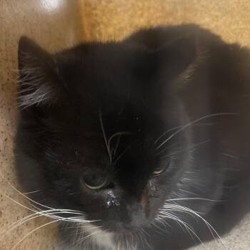 Domestic Short Hair Cats Available for Adoption - Gracietta | PetCurious