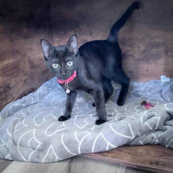 Abaddon 26-05-031 -  Domestic Short Hair Cat for Adoption in Bastrop, Texas - Abaddon 26-05-031 | PetCurious