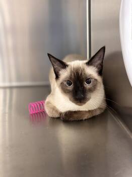 Jalapeno -  Siamese Cat for Adoption in Collierville, Tennessee - Jalapeno | PetCurious