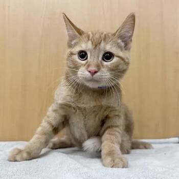 Dreamsicle -  Domestic Short Hair Cat for Adoption in Brentwood, Missouri - Dreamsicle | PetCurious