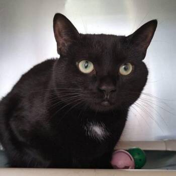 Domestic Short Hair Cats Available for Adoption in Frankfort, Kentucky - Marlie 4204C | PetCurious