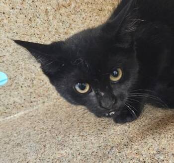 Shrimp -  Domestic Short Hair Cat for Adoption in Lafayette, Indiana - Shrimp | PetCurious