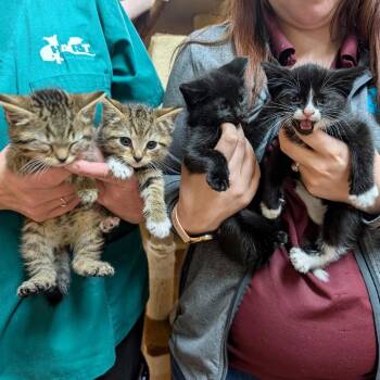 Domestic Short Hair Cats Available for Adoption in Potomac, Maryland - Chobani And Dannon | PetCurious
