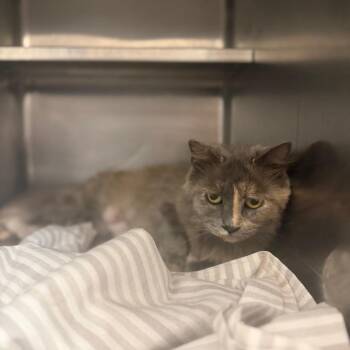 Zucchini -  Domestic Long Hair Cat Available for Adoption in TIMBERCRK CYN, Texas - Zucchini | PetCurious