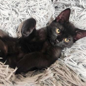 Jacob -  Domestic Short Hair Cat for Adoption in Wilsonville, Oregon - Jacob | PetCurious