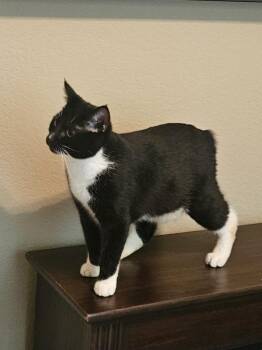 Vinnie -  Manx Cat for Adoption in Springdale, Arkansas - Vinnie | PetCurious