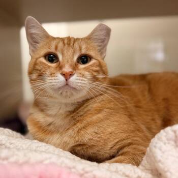 Pumpkin 2 -  Domestic Short Hair Cat for Adoption in Cumming, Georgia - Pumpkin 2 | PetCurious