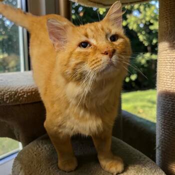 Merlin -  Domestic Short Hair Cat for Adoption in Kenhorst, Pennsylvania - Merlin | PetCurious