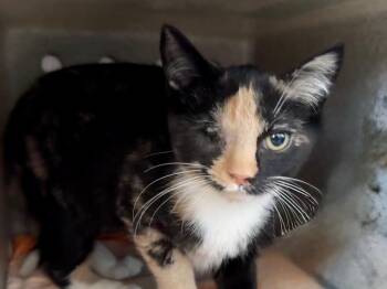 Emerald -  Dilute Calico Cat for Adoption in Powell, Ohio - Emerald | PetCurious