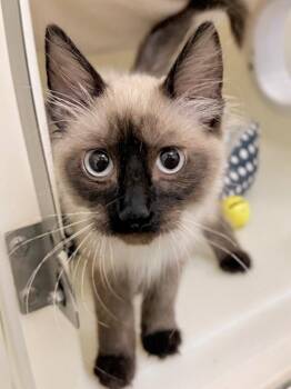Snip -  Domestic Medium Hair Cat for Adoption in Menomonie, Wisconsin - Snip | PetCurious