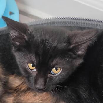 Moss -  Domestic Short Hair Cat for Adoption in Portland, Oregon - Moss | PetCurious