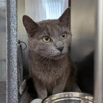 Domestic Short Hair Cats Available for Adoption in Auburn, Alabama - Bumblebee | PetCurious