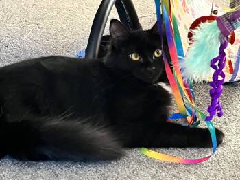 Rescue Domestic Medium Hair Cats for Adoption in Missoula, Montana - Basil | PetCurious