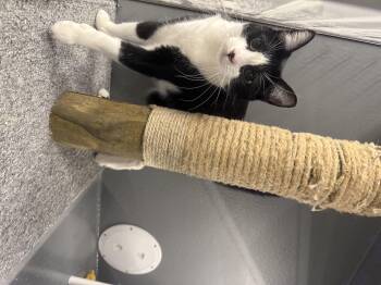 Rescue Domestic Short Hair Cats for Adoption in Pocatello, Idaho - Summer Shandy | PetCurious