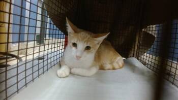 ARCHIE -  Domestic Short Hair Cat for Adoption in Doral, Florida - ARCHIE | PetCurious