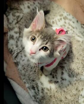 Lite Brite -  Domestic Medium Hair Cat for Adoption in Milwaukee, Wisconsin - Lite Brite | PetCurious