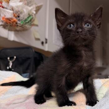 Dobby -  Domestic Short Hair Cat for Adoption in Baytown, Texas - Dobby | PetCurious
