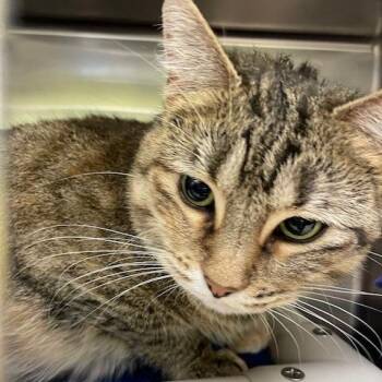 Domestic Short Hair Cats Available for Adoption - Pam | PetCurious