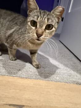 Domestic Short Hair Cats Available for Adoption in Denver, Colorado - Ballerina | PetCurious
