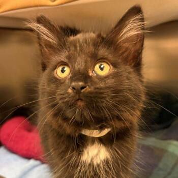 Sonny Jim -  Domestic Short Hair Cat for Adoption in Walnut Creek, California - Sonny Jim | PetCurious