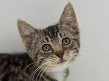 Miles -  Domestic Short Hair Cat for Adoption in Portland, Oregon - Miles | PetCurious
