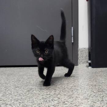 Scally -  American Shorthair Cat for Adoption in Van Wert, Ohio - Scally | PetCurious