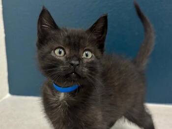 Rescue Domestic Short Hair Cats for Adoption in Portland, Oregon - Mayo | PetCurious