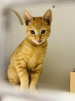 DUNCAN -  Domestic Short Hair Cat for Adoption in Palmetto, Florida - DUNCAN | PetCurious