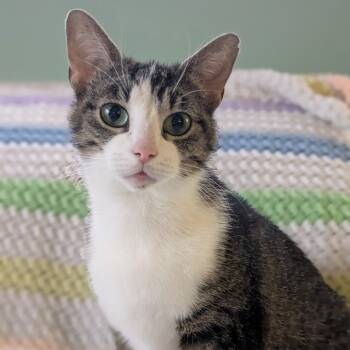 Rescue Domestic Short Hair Cats for Adoption in Portage, Michigan - Victoria | PetCurious