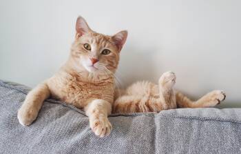 Domestic Short Hair Cats Available for Adoption in Calgary, Alberta - Norway | PetCurious