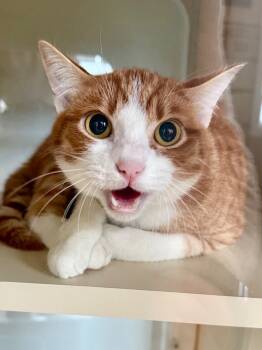 Rescue Domestic Short Hair Cats for Adoption in Newberg, Oregon - Kermit (Miney) | PetCurious