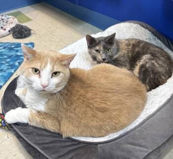 Domestic Short Hair Cats Available for Adoption - Cheddar | PetCurious