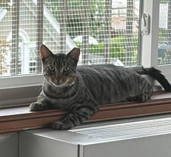 Sterling -  Domestic Short Hair Cat for Adoption in New York, New York - Sterling | PetCurious