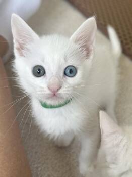 Brioche -  Domestic Short Hair Cat for Adoption in Lemoyne, Pennsylvania - Brioche | PetCurious