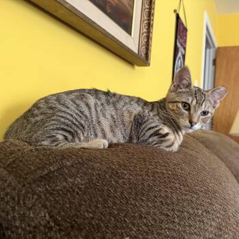 Cadet (Courtesy Post) -  Domestic Short Hair Cat for Adoption in Lemoyne, Pennsylvania - Cadet (Courtesy Post) | PetCurious