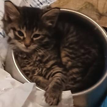 Rescue Domestic Long Hair and Tabby Cats for Adoption in Lemont, Illinois - Chiquitita | PetCurious