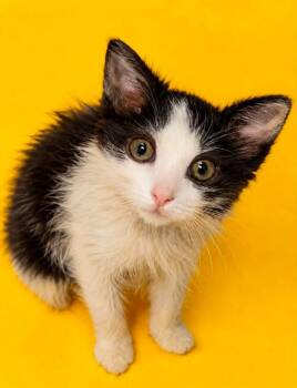 Timmy -  Domestic Long Hair Cat for Adoption in Columbia, Tennessee - Timmy | PetCurious