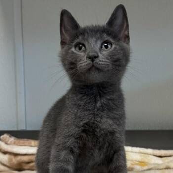 Peanut -  Domestic Short Hair Cat for Adoption in Orland Hills, Illinois - Peanut | PetCurious