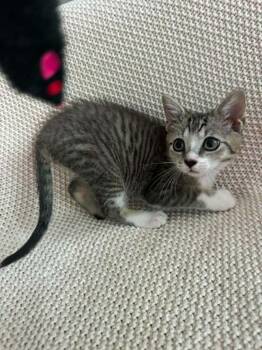 Louie (Kitty) -  Domestic Short Hair Cat for Adoption in Ashville, Ohio - Louie (Kitty) | PetCurious
