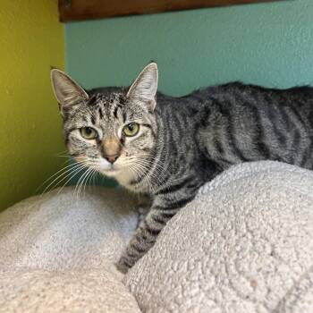 Evie -  Domestic Short Hair Cat for Adoption in Fresno, California - Evie | PetCurious