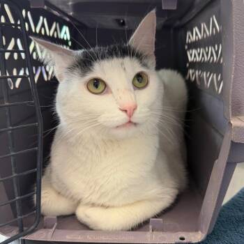 Romeo -  Domestic Short Hair Cat Available for Adoption in Mankato, Minnesota - Romeo | PetCurious