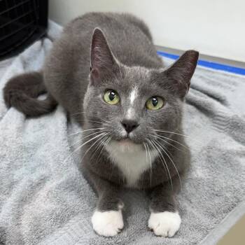 Janet -  Domestic Short Hair Cat for Adoption in Oshkosh, Wisconsin - Janet | PetCurious