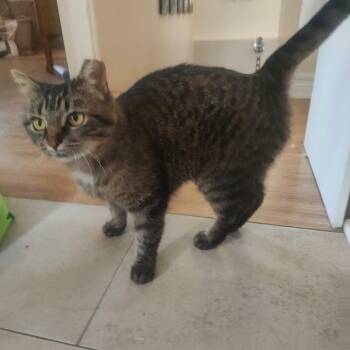 Minthara (f) 1 to 2yrs old -  Domestic Short Hair Cat for Adoption in Ottawa, Ontario - Minthara (f) 1 To 2yrs Old | PetCurious