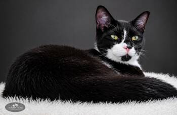 Domestic Short Hair Cats Available for Adoption in Grayling, Michigan - Truffle | PetCurious