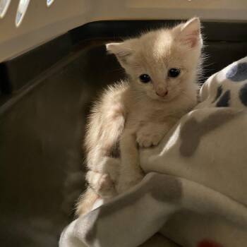 Fiji -  Domestic Short Hair Cat for Adoption in Lynchburg, Virginia - Fiji | PetCurious