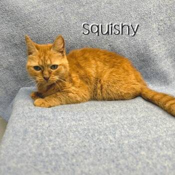 Squishy -  Domestic Short Hair Cat for Adoption in Parkersburg, West Virginia - Squishy | PetCurious
